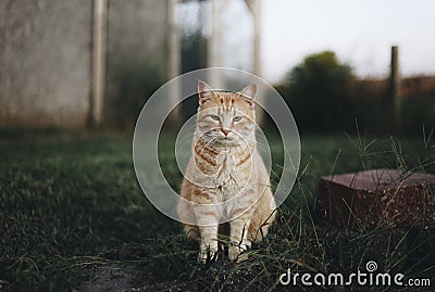 Portrait of a catÂ  Stock Photo